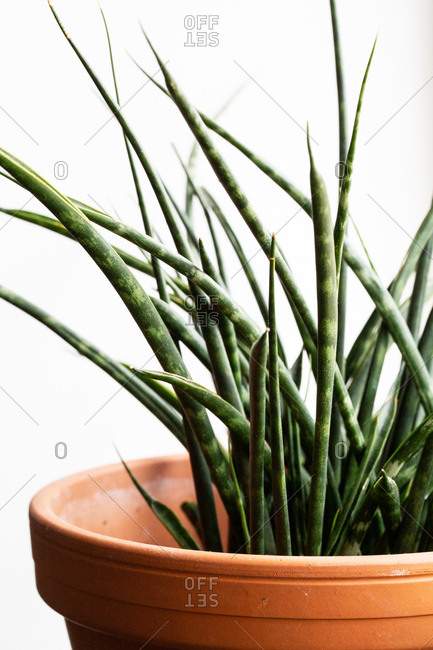 Close up of spiky Sansevieria Fernwood plant in terracotta plant pot.