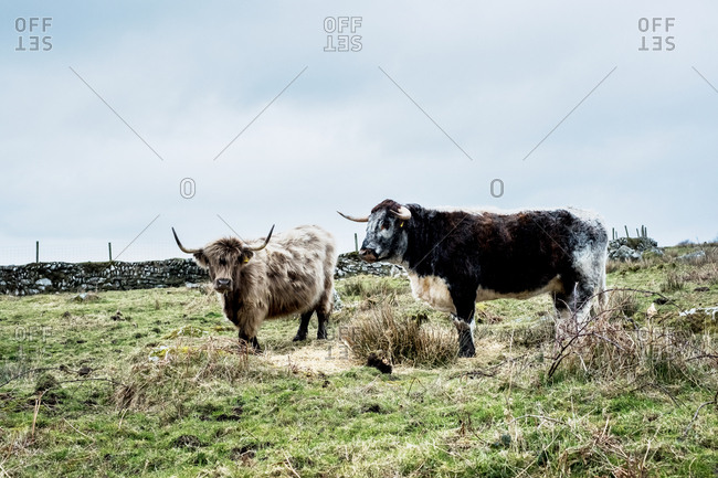 Two Highland cattle standing on a pasture.