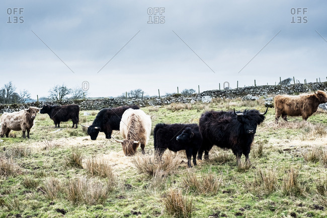 Herd of Highland cattle grazing on a pasture.