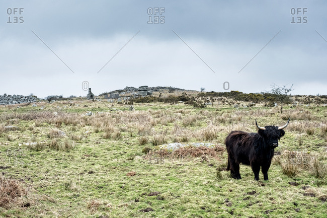 Black Highland cattle standing on pasture.