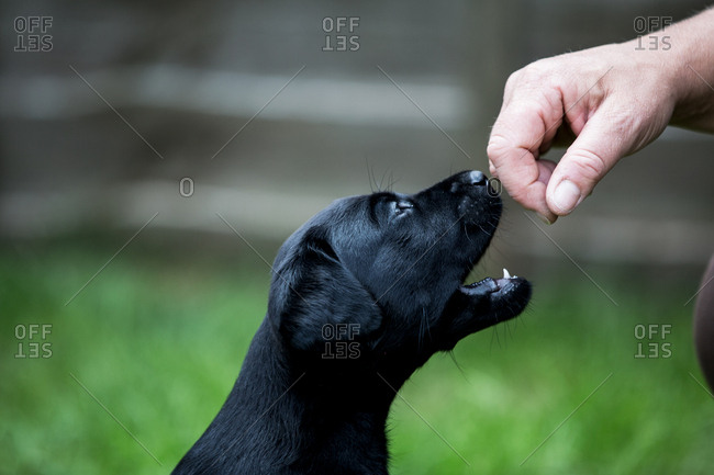 Close up of person giving hand command to Black Labrador puppy.