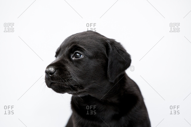 Close up of Black Labrador puppy on white background.