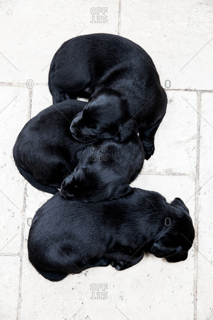 High angle close up of three Black Labrador puppies curled up of floor, sleeping.