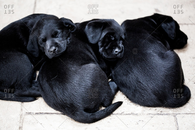 High angle close up of three Black Labrador puppies curled up of floor, sleeping.