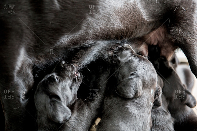 High angle close up of Black Labrador nursing puppies.