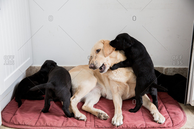 Golden Labrador lying on floor, playing with two Black Labrador puppies.