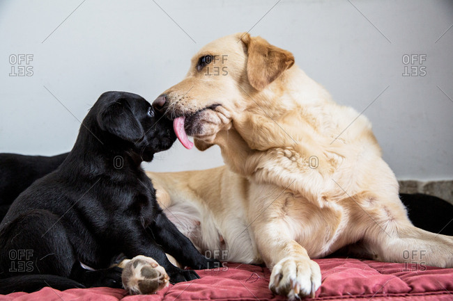 Golden Labrador Stock Photos Offset