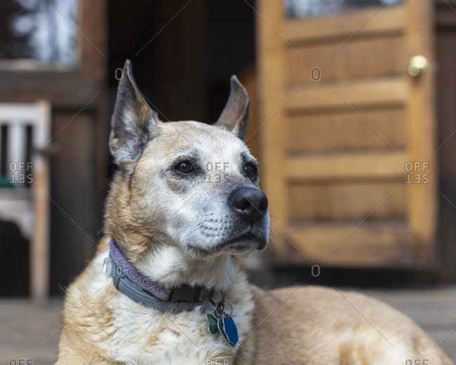 A mixed breed pet dog seated on a deck on summer.