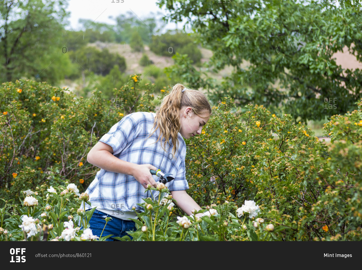 A teenage girl cutting roses from formal garden