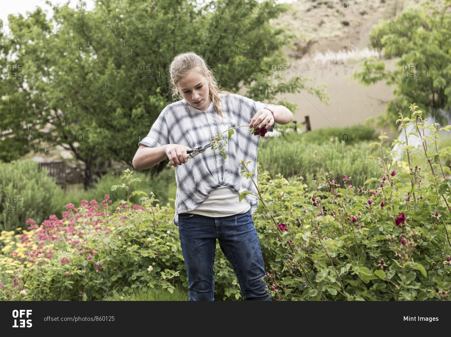 A teenage girl cutting roses from formal garden