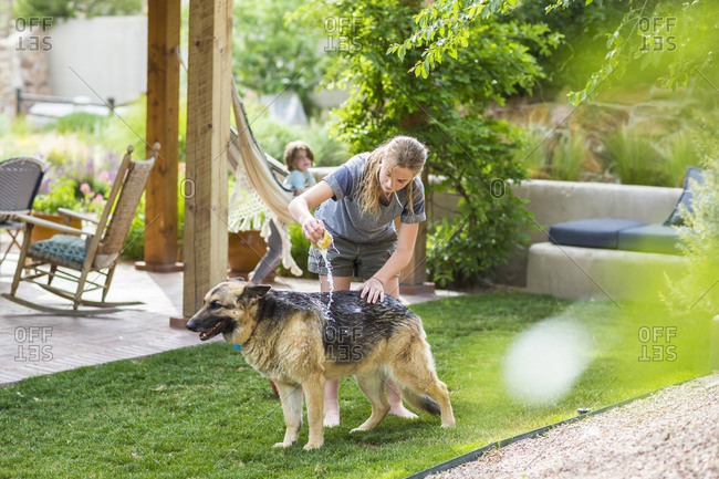 A teenage girl washing her dog on green lawn