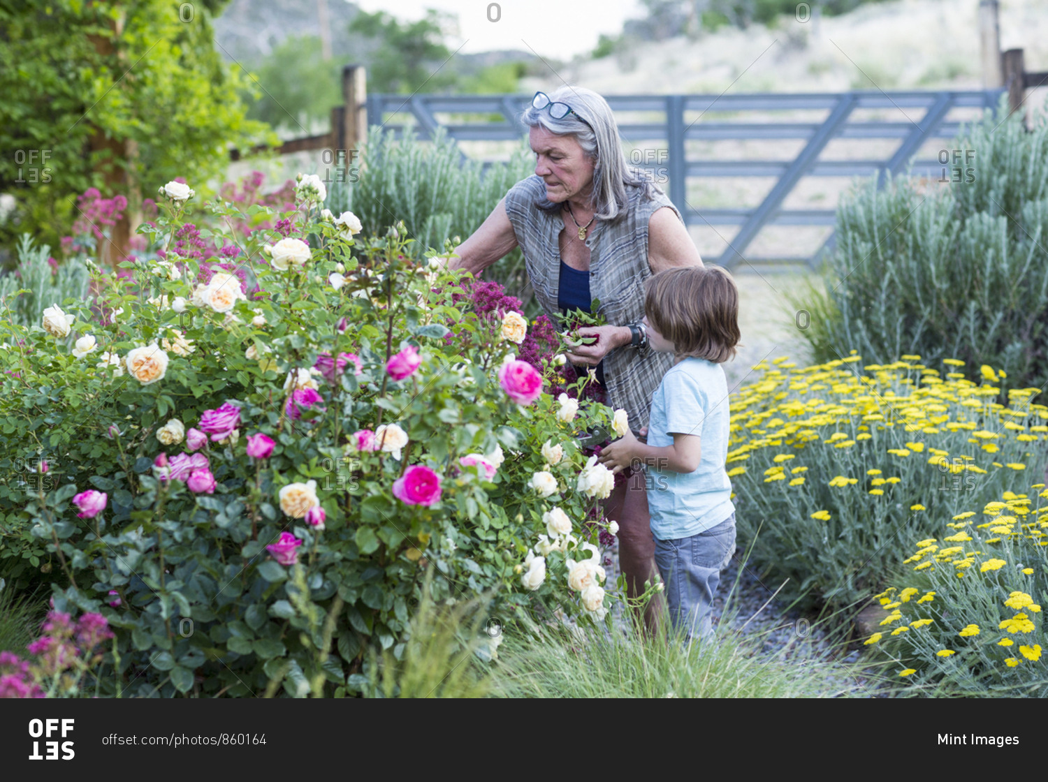 A senior adult, grandmother and her 5 year old grandson pruning roses in her garden