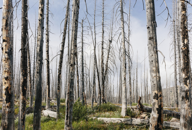 A previously burnt subalpine forest rebounds in summer with lodgepole pine and a variety of wildflowers, yarrow, aster, arnica and corn lily.