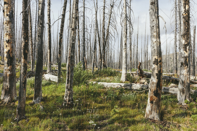 A previously burnt subalpine forest rebounds in summer with lodgepole pine and a variety of wildflowers, yarrow, aster, arnica and corn lily.