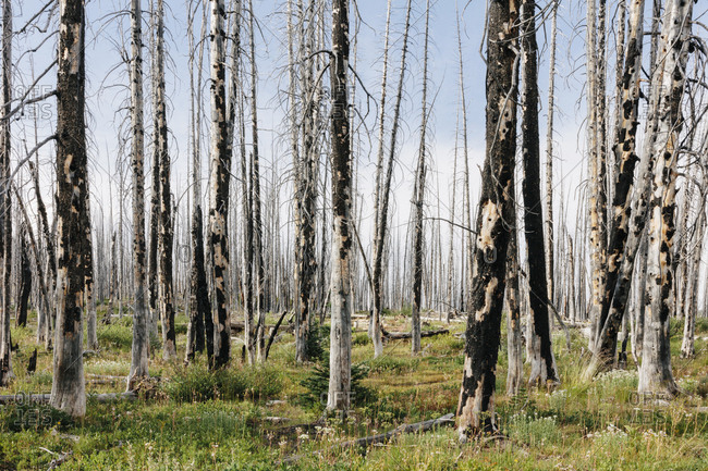 A previously burnt subalpine forest rebounds in summer with lodgepole pine and a variety of wildflowers, yarrow, aster, arnica and corn lily.
