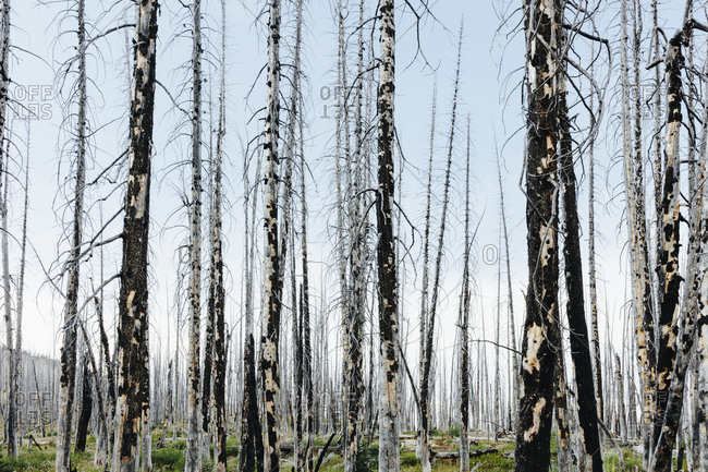 A previously burnt subalpine forest rebounds in summer with lodgepole pine and a variety of wildflowers, yarrow, aster, arnica and corn lily.