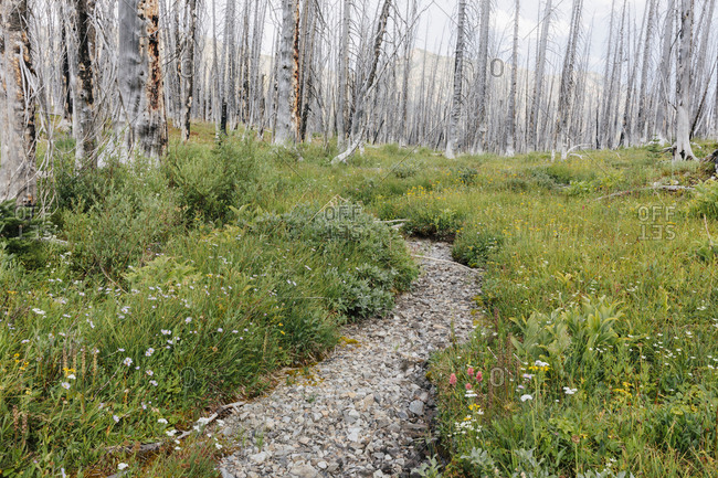 A previously burnt subalpine forest rebounds in summer with lodgepole pine and a variety of wildflowers, yarrow, aster, arnica and corn lily.
