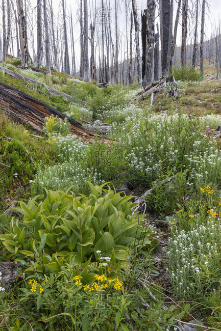 A previously burnt subalpine forest rebounds in summer with lodgepole pine and a variety of wildflowers, yarrow, aster, arnica and corn lily.