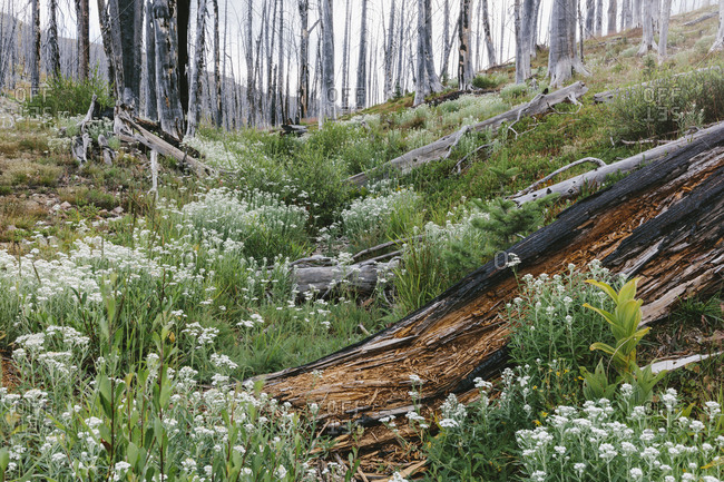 A previously burnt subalpine forest rebounds in summer with lodgepole pine and a variety of wildflowers, yarrow, aster, arnica and corn lily.