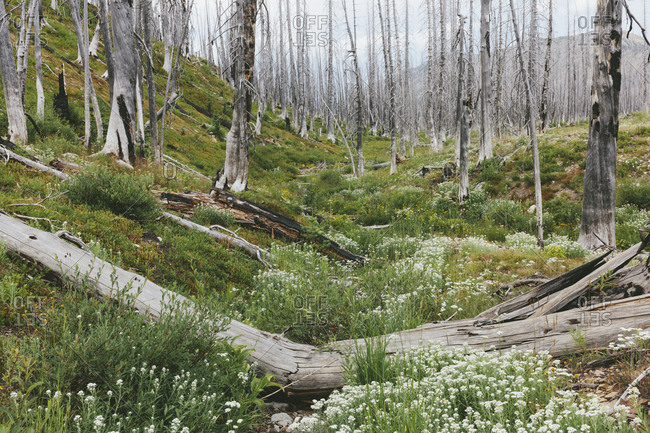 A previously burnt subalpine forest rebounds in summer with lodgepole pine and a variety of wildflowers, yarrow, aster, arnica and corn lily.