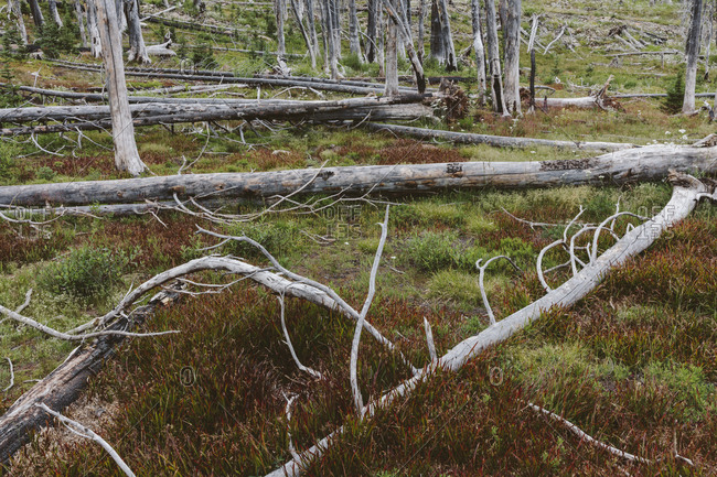 A previously burnt subalpine forest rebounds in summer with lodgepole pine and a variety of wildflowers, yarrow and woodrush.