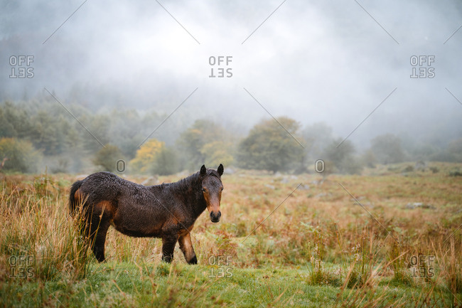 Young horse grazing on a green hill in the Basque Country mountains