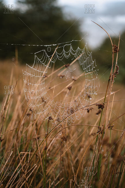 Morning dew trapped on a spider net