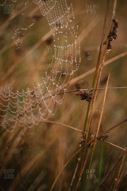 Morning dew trapped on a spider web