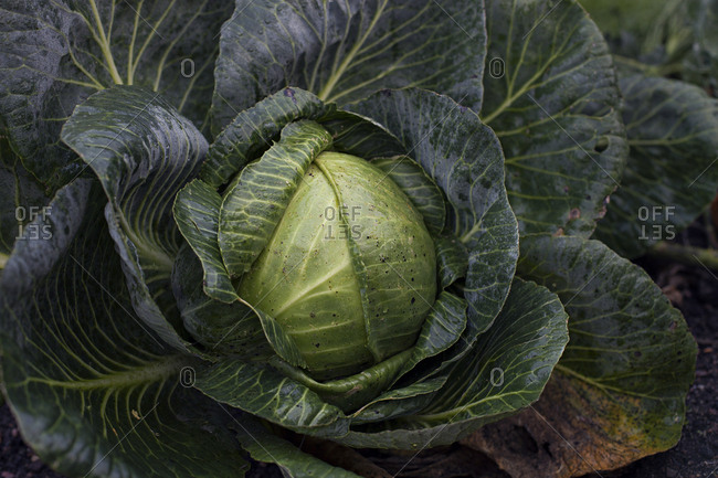 Large cabbage head growing in garden