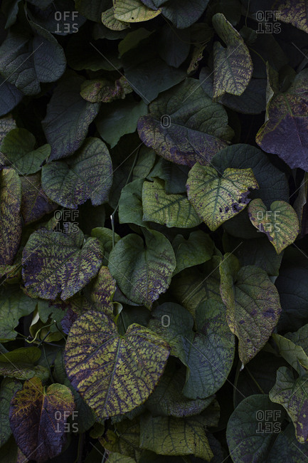 Green leafy plant climbing up a wall