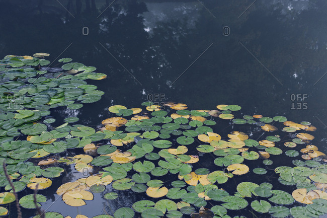 Water lilies in a pond of blue and green shades