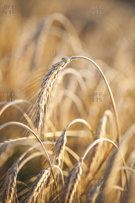 Goldene hren im SonnenuntergangWeizen im Getreidefeld