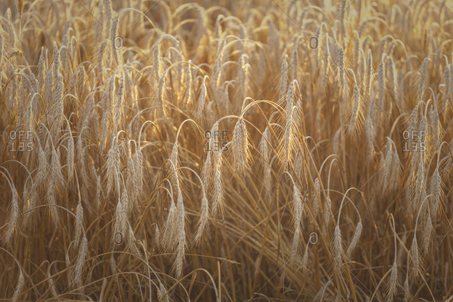 Goldene hren im SonnenuntergangWeizen im Getreidefeld