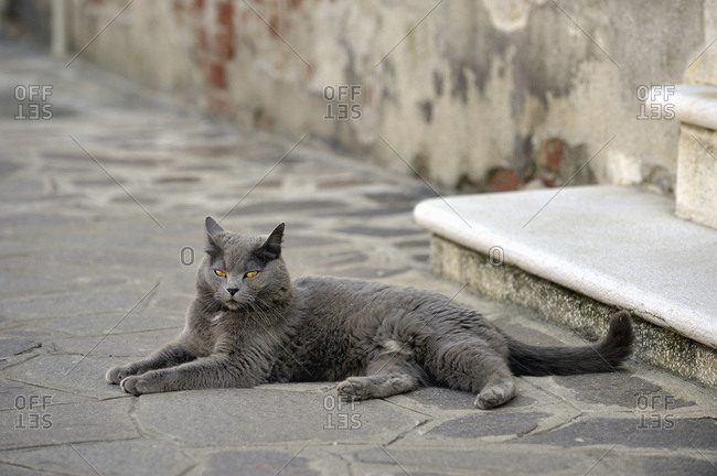 eine graue Katze liegt auf dem Boden