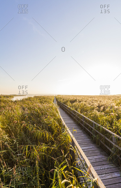 Deutschland, Baden-Wrttemberg, Bad Buchau, Federsee, Federseeried, Ried, Steg, Schilf, Moor, Naturschutzgebiet