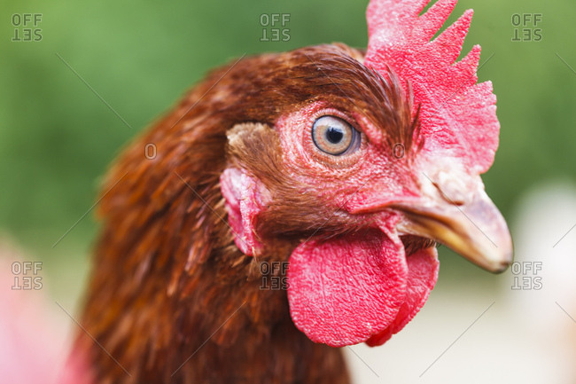 Ein Huhn beobachtet seine Umwelt,