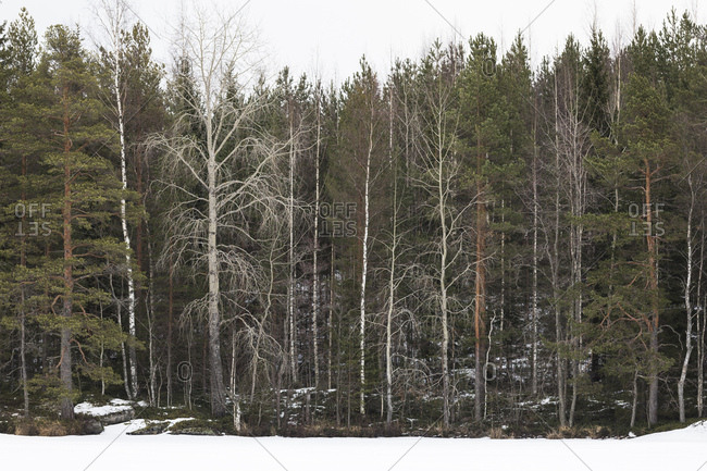 Finnland, verschiedene Bume am Waldrand, Espen, Kiefern, Birken