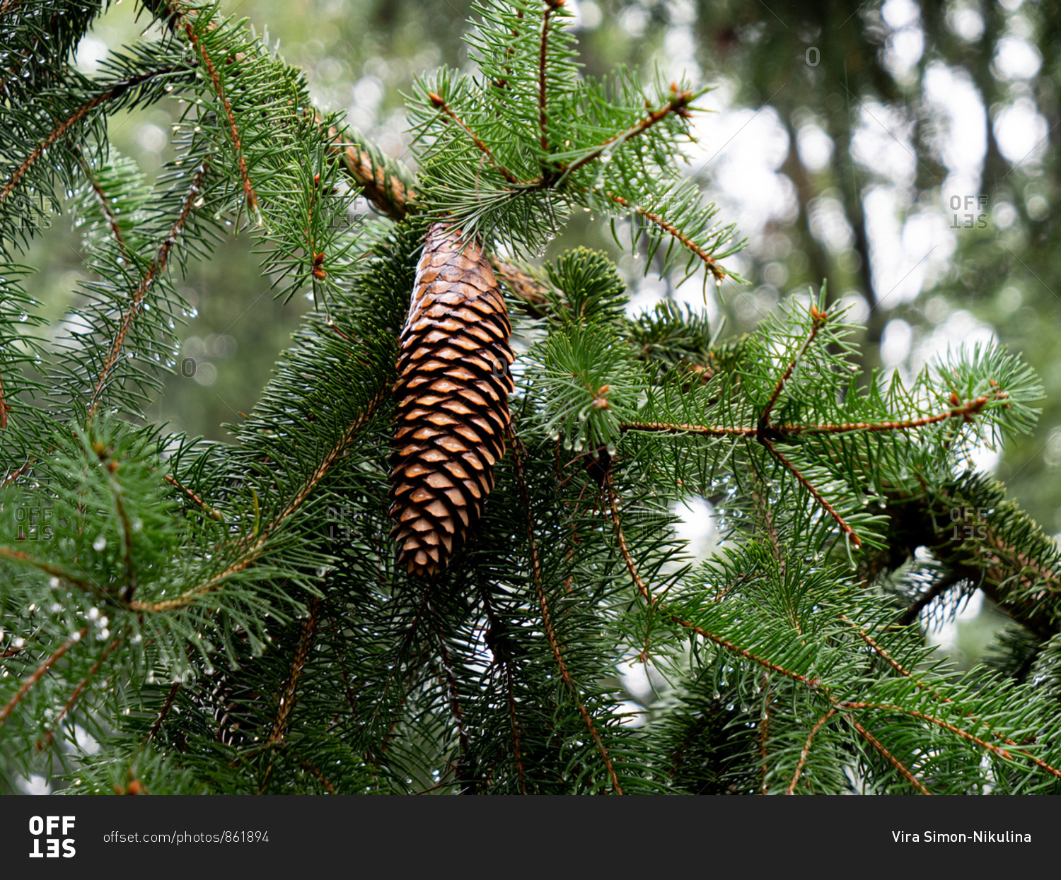 View on spruce cone in rainy day in autumn season