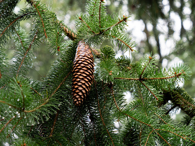 View on spruce cone in rainy day in autumn season