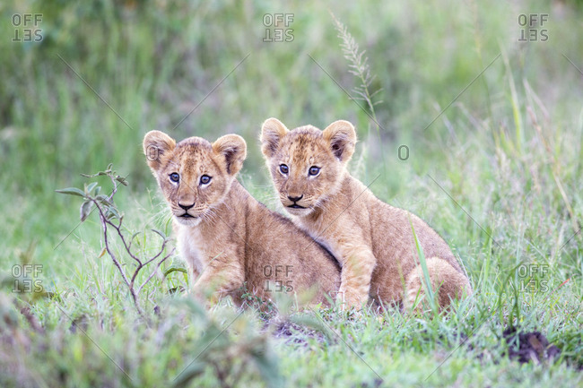 Lion cubs together