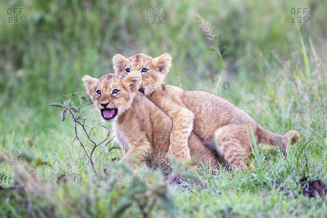 Lion cubs together
