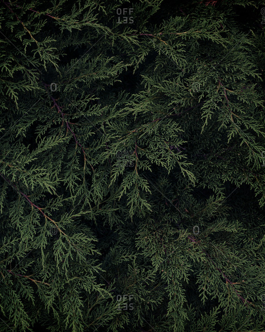 Thuja tree in nature