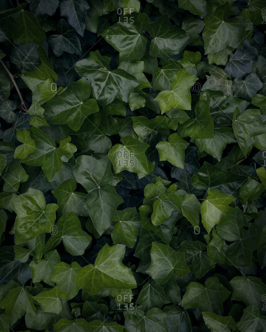 Ivy out in nature