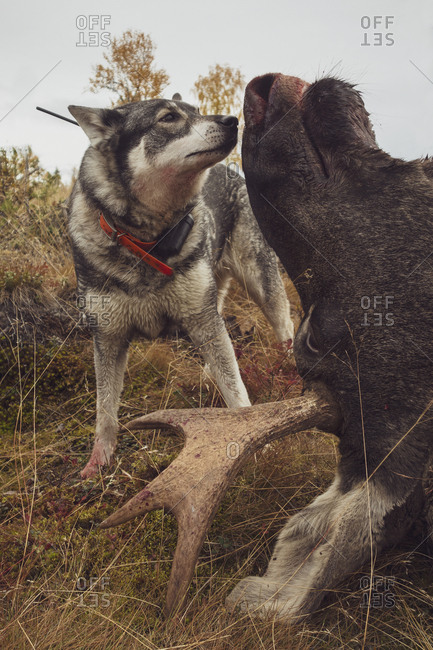 Hunting dog putting in work