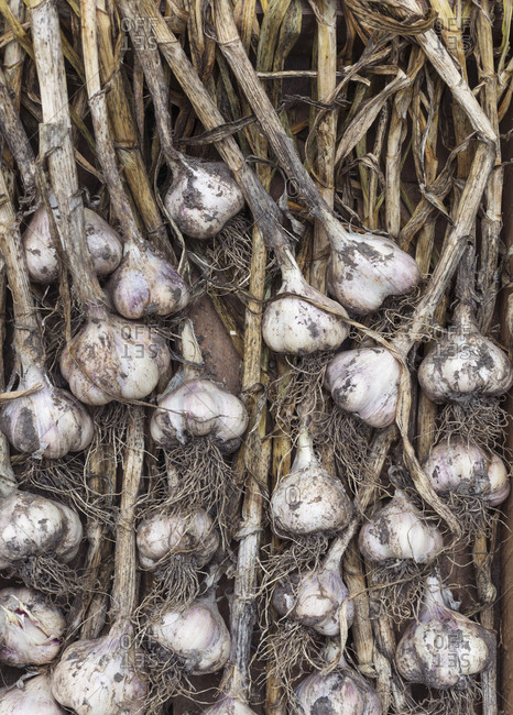 Garlic bulbs set on a table