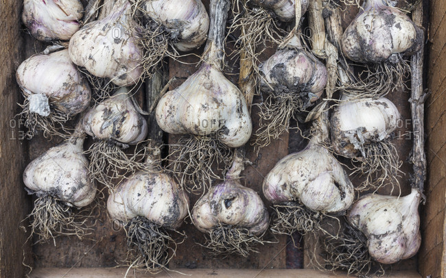 Garlic bulbs set on a table