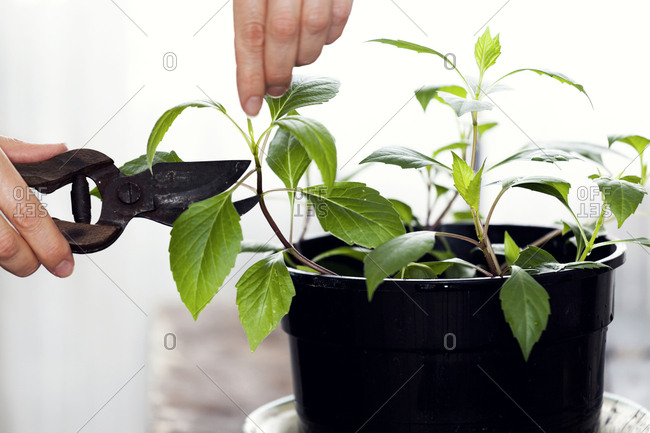 Cutting plant with secateurs