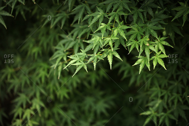 The green leaves of tea out in a field