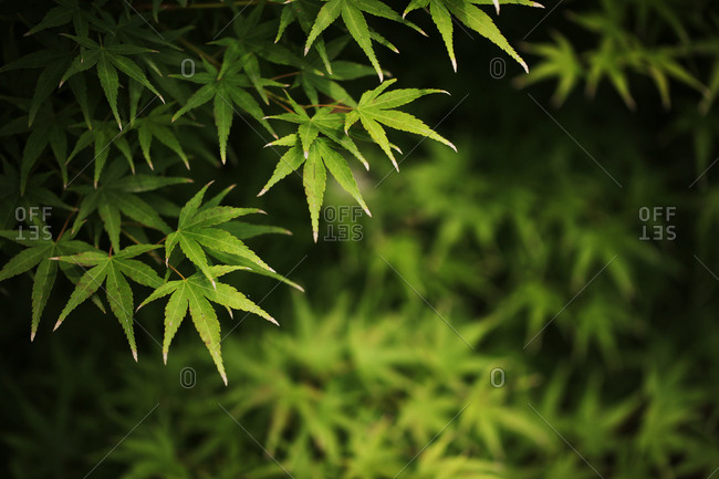 The green leaves of tea out in a field