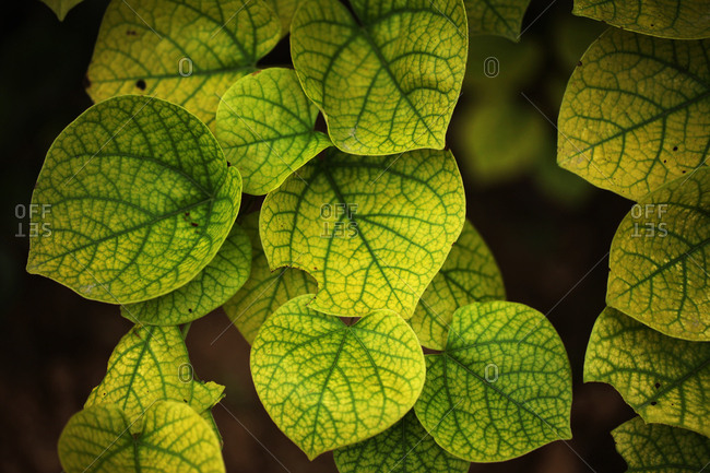 leaves of tea out on a field